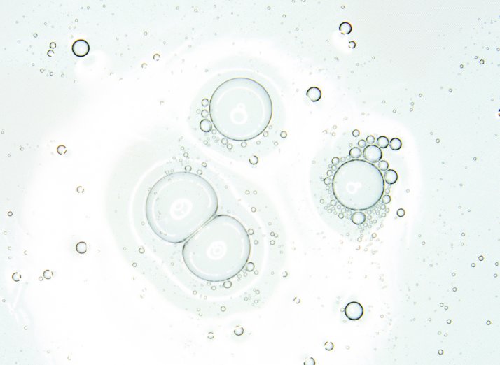 Bioderma Sebium Purifying Cleansing Foaming Gel | بايوديرما غسول جيل للبشرة الدهنية و المختلطه