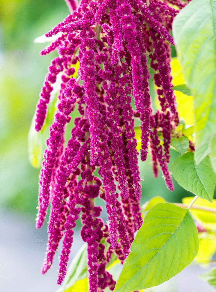 RAUSCH Balsamo Riparatore all'Amaranto per Capelli Sciupati - 150ml | راوش بلسم مغذي للشعر الجاف و التالف - 150 مل